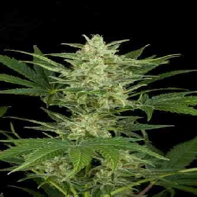 Critical Jack Automatic > Dinafem Seeds